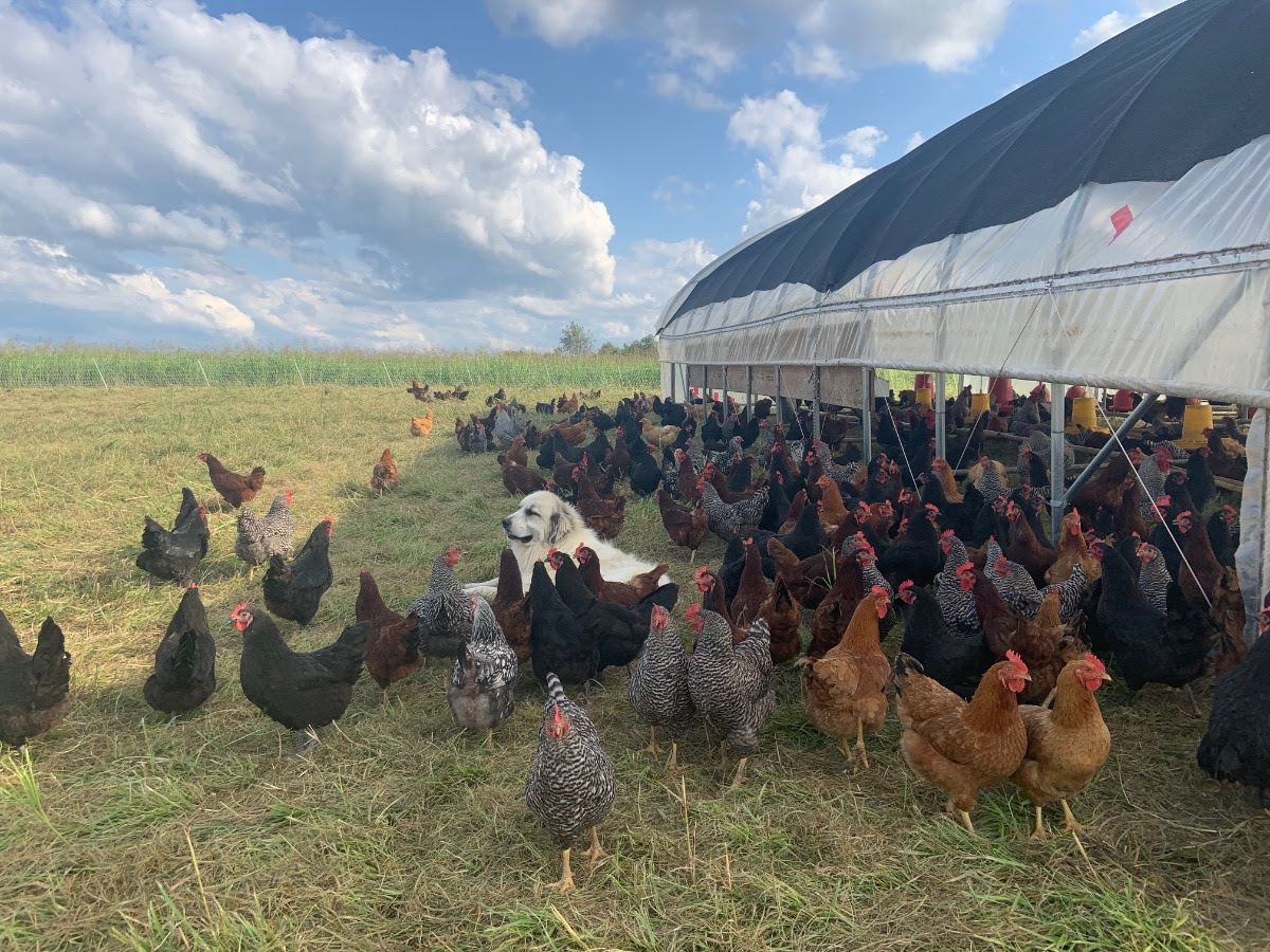 A dog sits amongst a group of chickens as they graze.