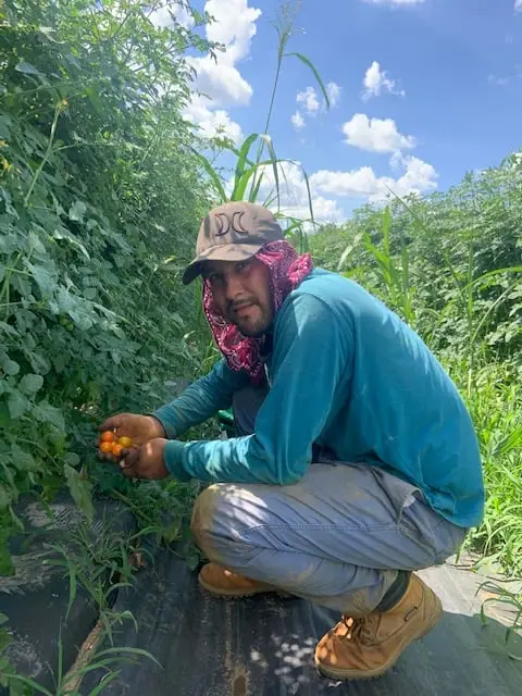 A Rootbound farmer picking cherry tomatoes from the vine.